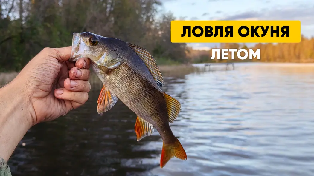 Ловля окуня летом: особенности, приманки, время и места клева
