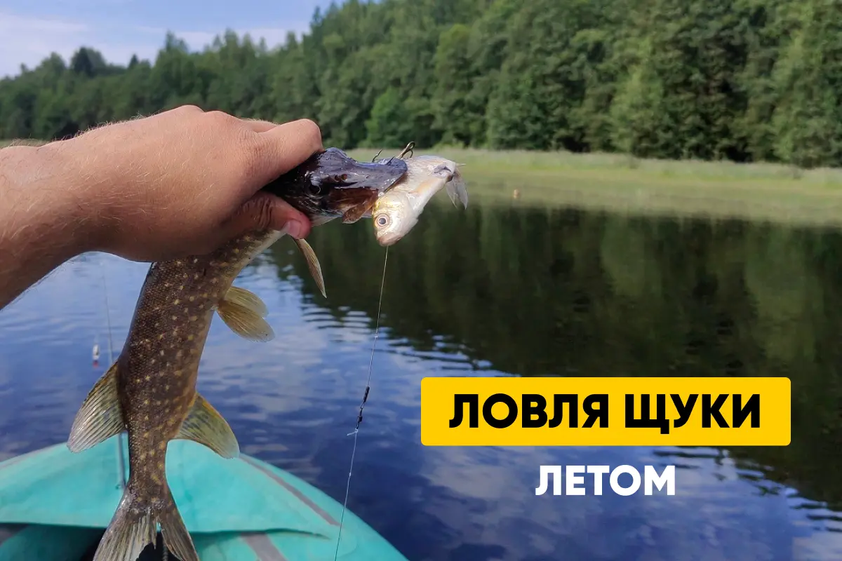 Ловля щуки летом: где искать, на что ловить, лучшие погода и время для рыбалки, как выбрать живца и сделать поводок