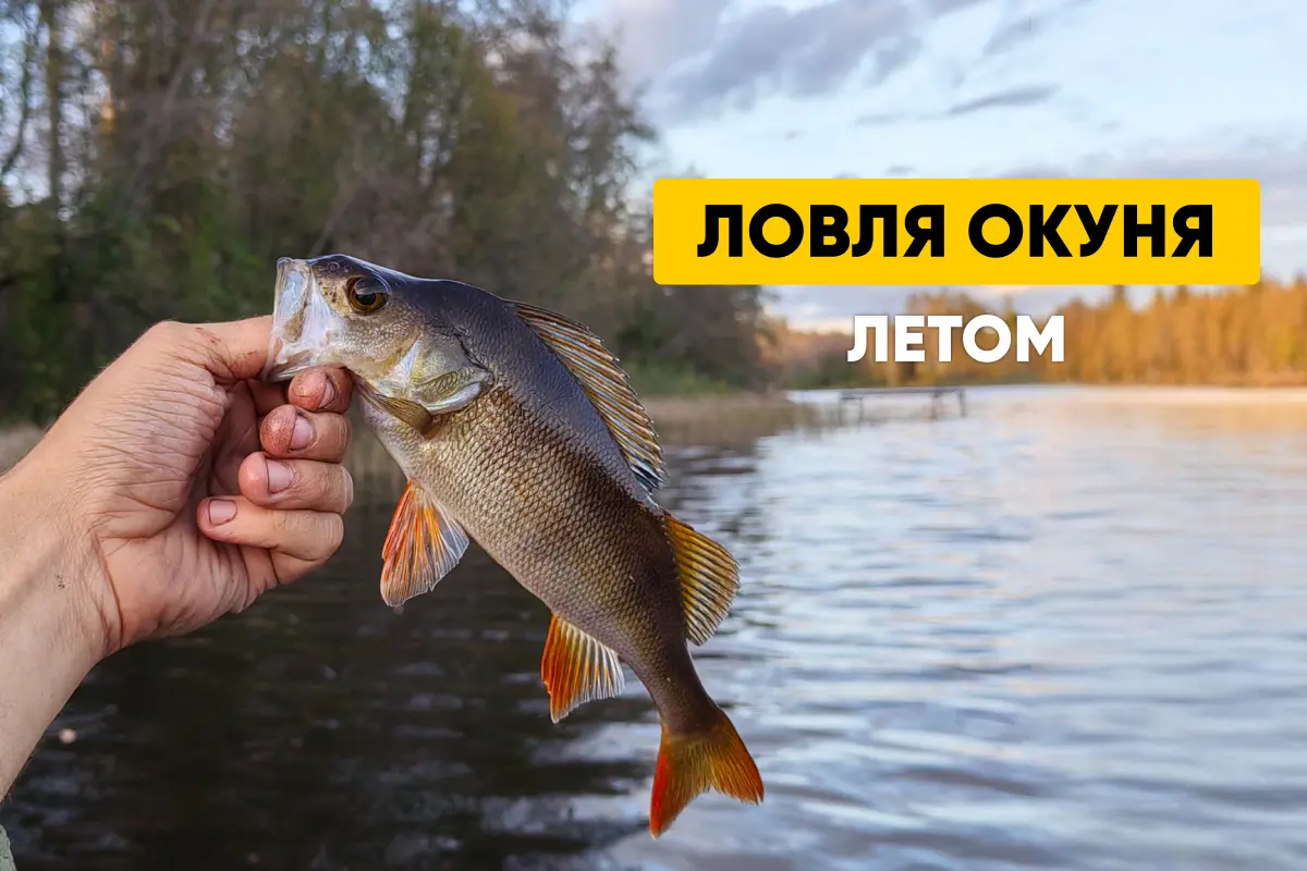 Ловля окуня летом: особенности, приманки, время и места клева